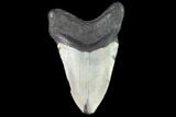 Bargain, Fossil Megalodon Tooth - North Carolina #91619-1